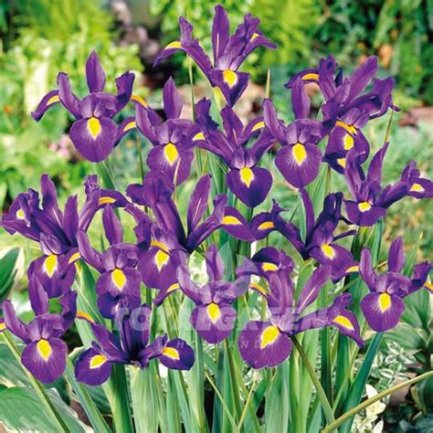 Dutch Iris Purple Plant Information Totalgreen Holland
