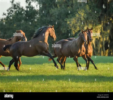 Herd Of Thoroughbred Horse Mares In Open Pasture Stock Photo Alamy
