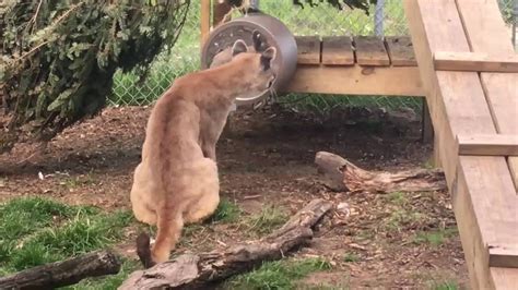 Cougar Cubs Encounter A Mirror Youtube