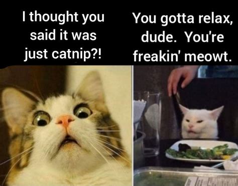 Pin By Downshifter On Karenandthecat Bad Cats Funny Animals Cat Memes