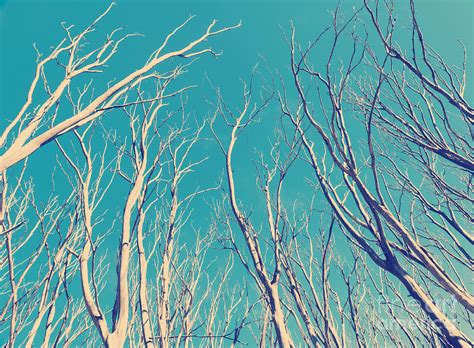 Vintage Trees Photograph By Thp Creative Fine Art America
