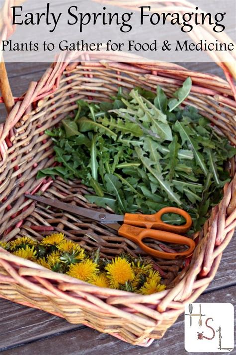 Early Spring Foraging Plants To Gather For Food And Medicine Wild Food