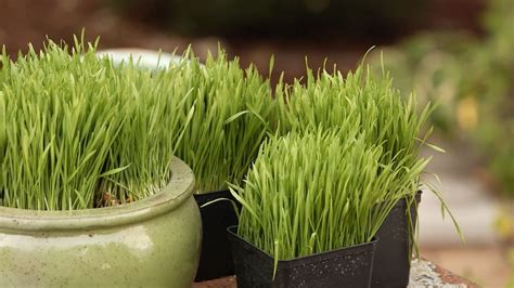 How To Grow Wheatgrass Southern Living Youtube