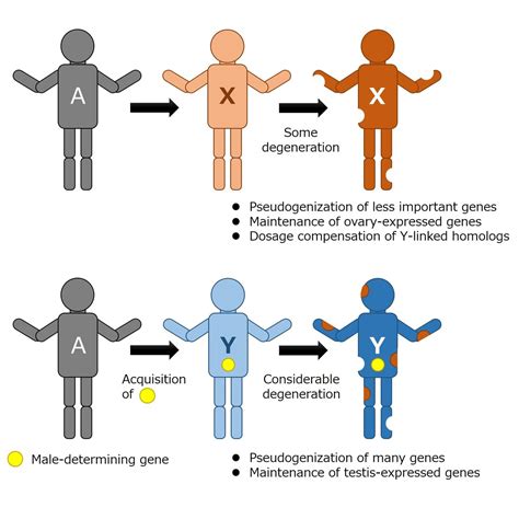 Picture Of Sex Chromosomes Telegraph