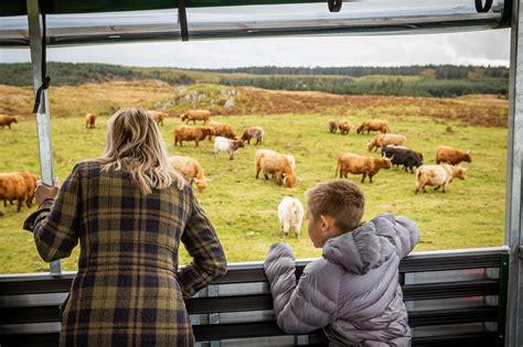 Dónde Ver Vacas De Las Highlands En Escocia Visitscotland