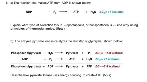 Atp H2o Adp Pi Energy - Solved: 1. A) The Reaction That Makes ATP From ADP Is Show... | Chegg.com