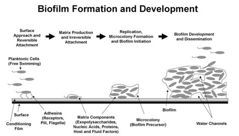 Schematic Representation Of The Process Of Biofilm Formation And