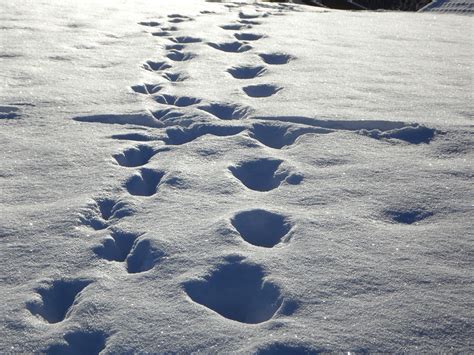 Traces Tracks In The Snow · Free Photo On Pixabay