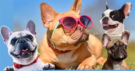 10 Facts About French Bulldogs Or Frenchie — Fact Blaze