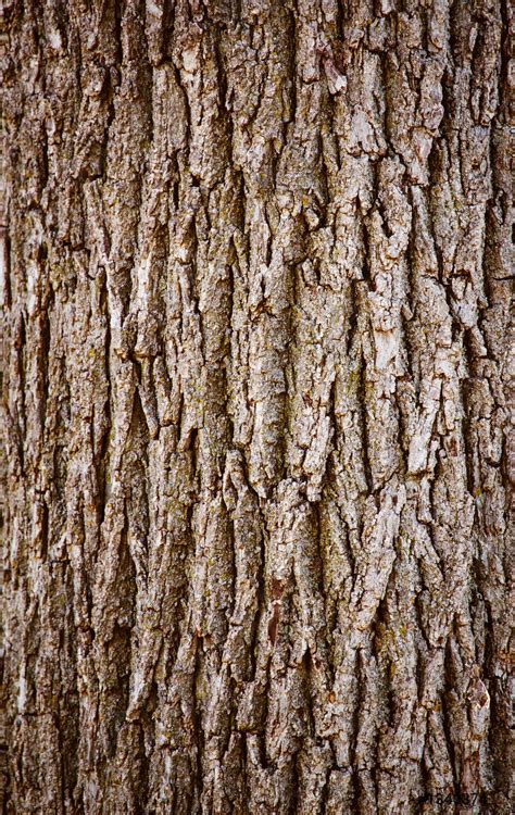 Tree Oak Bark Texture Stock Photo 1340374 Crushpixel