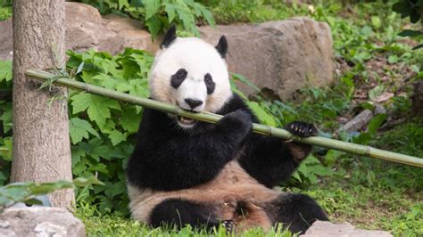 The National Zoos Giant Panda Is Leaving For China