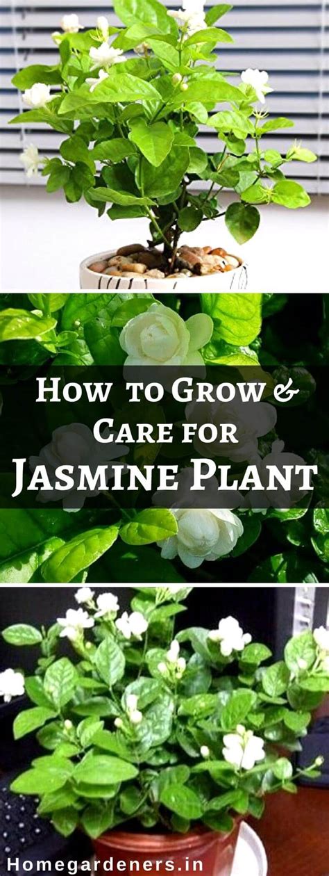 How To Grow And Care For Jasmine Plant Home Gardeners