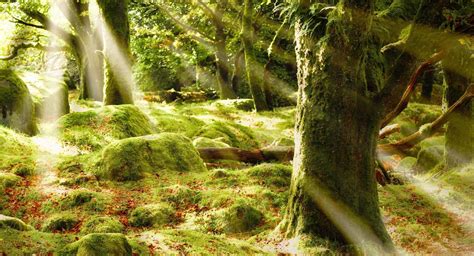 Forest Covered In Moss 2048 X 2048 Ipad Wallpaper Download