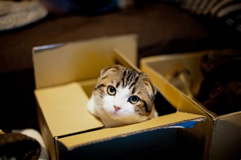 Why Do Cats Love Boxes Popsugar Uk Pets