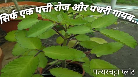 Patharchatta Ke Fayde। Miracle Leaf For Kidney Stone।पत्थरचट्टा का पौधा