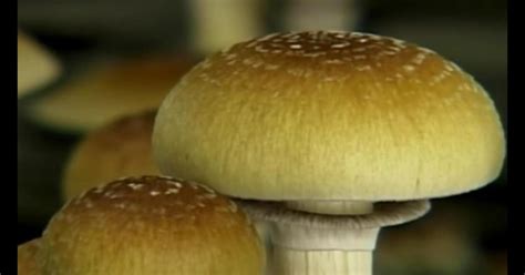 Hallucinogenic Mushrooms May Be Beneficial For Cancer Patients