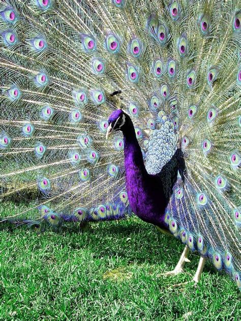 50 Best Peacock Peacocks White Peafowl Peahen Peahens Images On Pinterest Peacock