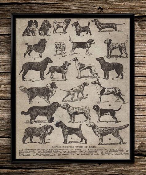 Vintage Breeds Of Dogs Types Of Dogs Vintage Breeds Of Dogs Animal