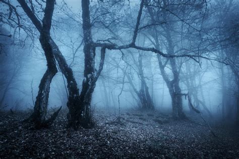 7 Spooky Haunted Forests Youd Never Want To Be Alone In
