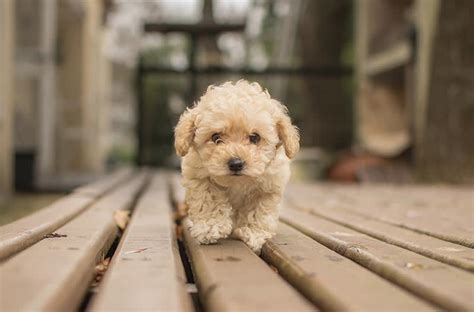 Razas De Perro Si Vives En Un Piso Pequeño Algunos De Estos Perros