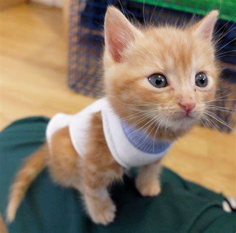 Whats Cuter Than Cats Kittens In Socks Rescued By Rspca Daily Star