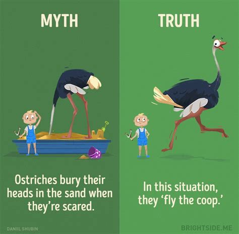 12 Myths About Animals That You Should Stop Believe Now