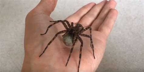 This Is The Biggest Spider That Actually Exists In Canada Mtl Blog