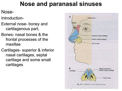 Nose And Paranasal Sinuses
