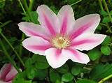 Pictures of Clematis Flower Pictures