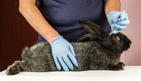 Vaccines For Rabbits My Animals