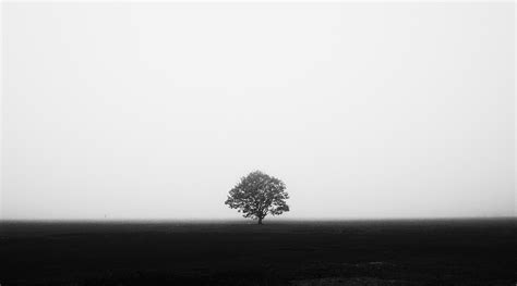Monochrome Photography Symmetry Trees Mist Field White Black