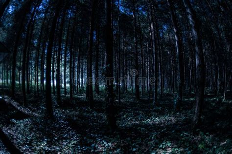 Magical Lights Sparkling In Mysterious Pine Forest At Night Stock Image