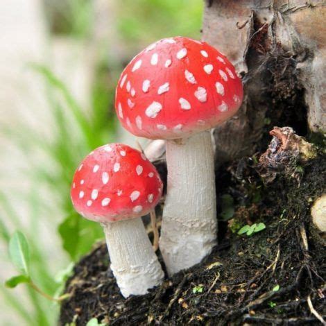 Maybe you would like to learn more about one of these? Mushroom With Red Top And White Spots - All Mushroom Info