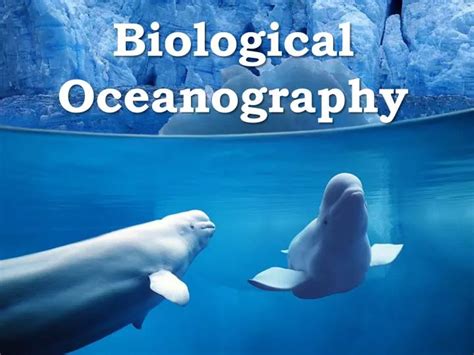 Ppt Biological Oceanography Powerpoint Presentation Free Download