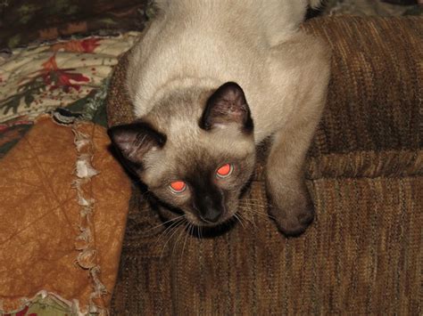 Flickr Discussing Siamese Cat With Eye Infection Advice Needed In