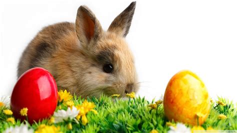 Free Download Easter Cute Rabbit Wallpaper 1920x1080 Easter Cute Rabbit