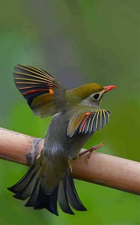 Unknown Species To Me Aves Exóticas Pájaros Bonitos Pájaros De Colores
