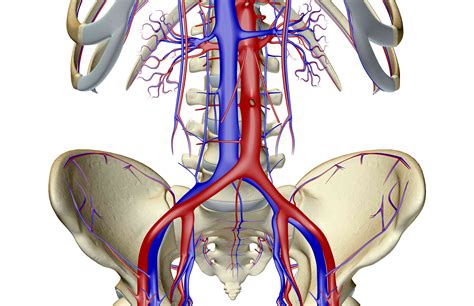 The Common Iliac Arteries Human Anatomy My Xxx Hot Girl