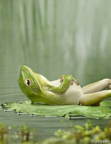 Relaxing Frog