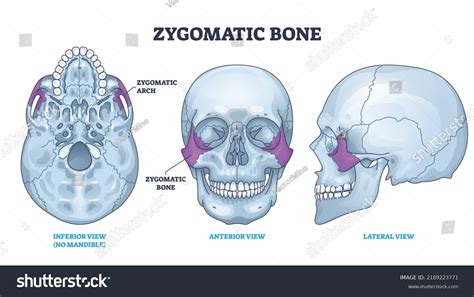 Zygomatic Bone Location Human Skull Skeleton 库存矢量图（免版税）2189223771 Shutterstock