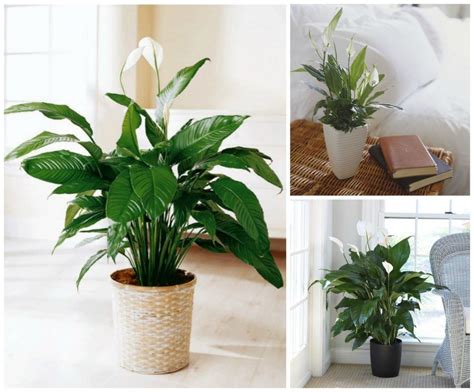 Sword ferns, which can be seen growing ins zones three through eight, are hardy plants that don't require a lot of sunlight. 11 Houseplants That Don't Need A Lot of Sunlight To Grow ...