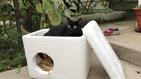 How To Build A Feral Cat Shelter For Winter