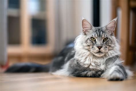 12 Gorgeous Gray And White Cat Breeds Were Absolutely Smitten With