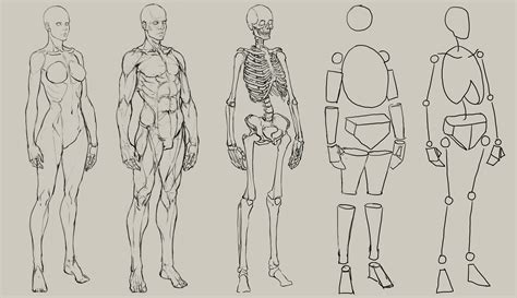 Cg Class Human Anatomy Drawing Figure Drawing