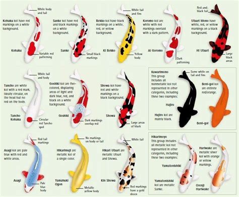 Types Of Koi Infographic Chart Guide Koi Fish Tattoo Koi Fish