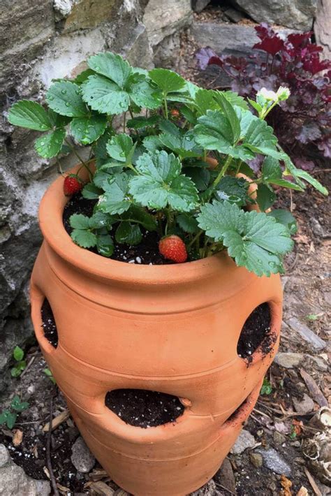 How To Plant A Strawberry Pot 20 Creative Strawberry Pot Plant Ideas