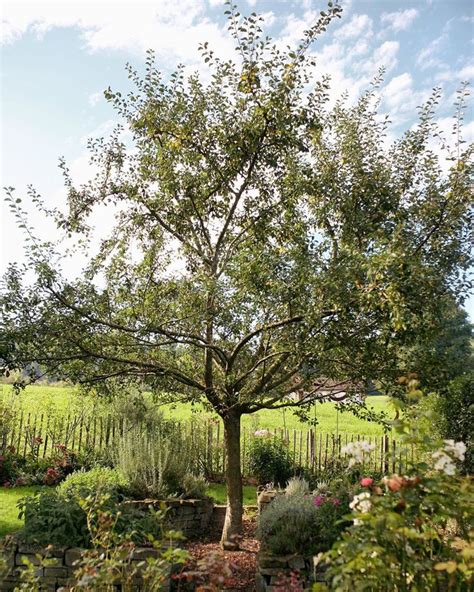 Als Wir Unseren Garten Anlegten Wollte Ich Unbedingt Einen Hochstamm