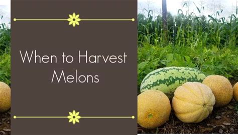 Look For These Signs To Know When Watermelons And Cantaloupes Are Ready