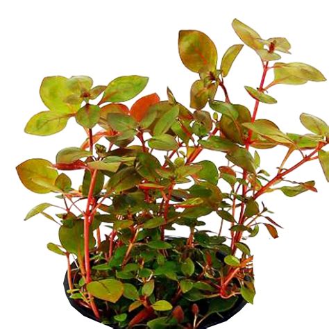 Mainam Ludwigia Repens Super Red Freshwater Plants Bundle Tropical