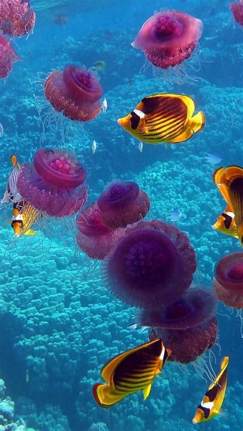 Under The Water Life Under The Sea Underwater Creatures Underwater